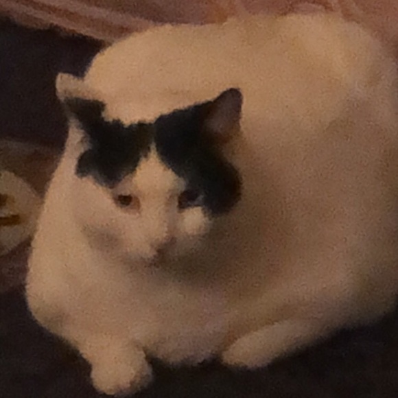 Meet your Posher, Robert - Picture 1 of 1